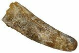 Fossil Spinosaurus Tooth - Real Dinosaur Tooth #340563-1